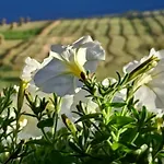 Maison d'hôtes Deny Ždiar
