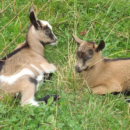 게스트하우스 Deny Ždiar